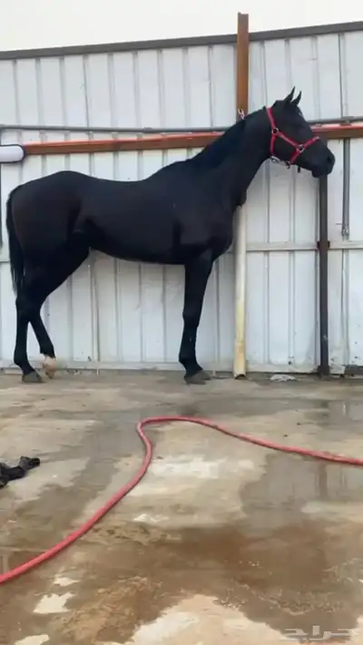 خيل سبوق 0