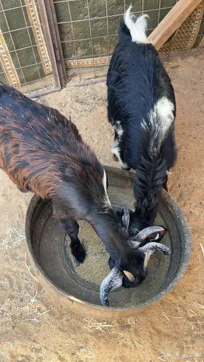 تيس وجفره طيبات 0