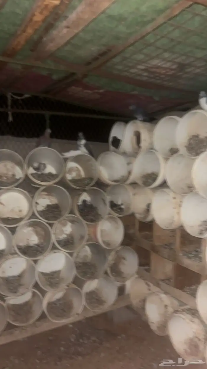 حمام 2