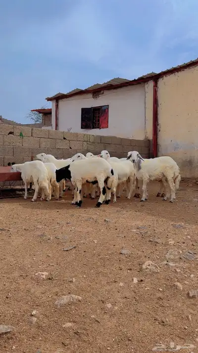 خرفان البيع 4