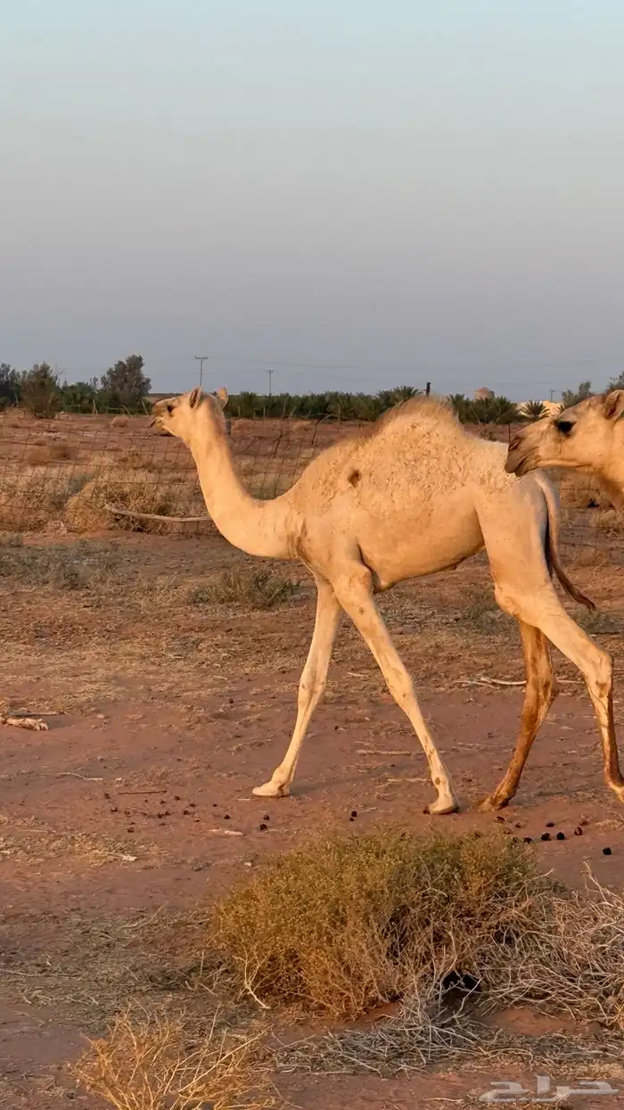 ذلول بنت الجذاب ولدها على سياف قعود 1