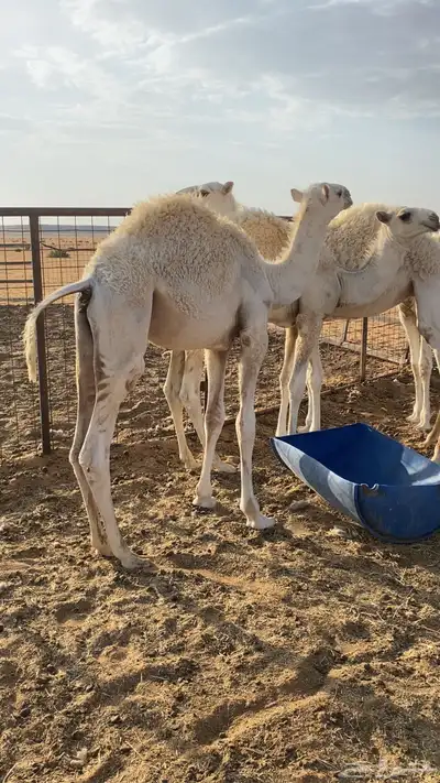 قعدان للبيع 1