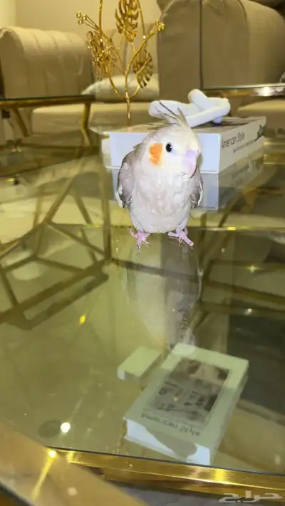 بغبغاء 1