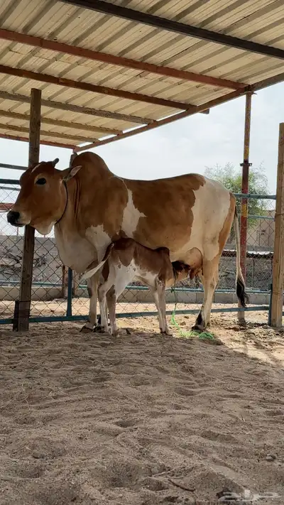 بقره كفو منيحه فاخره 1