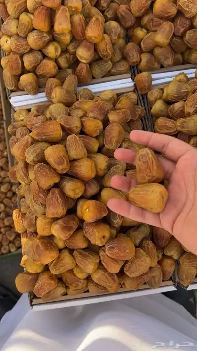 تمور القصيم 4