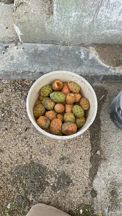 برشوم للبيع حالي 1
