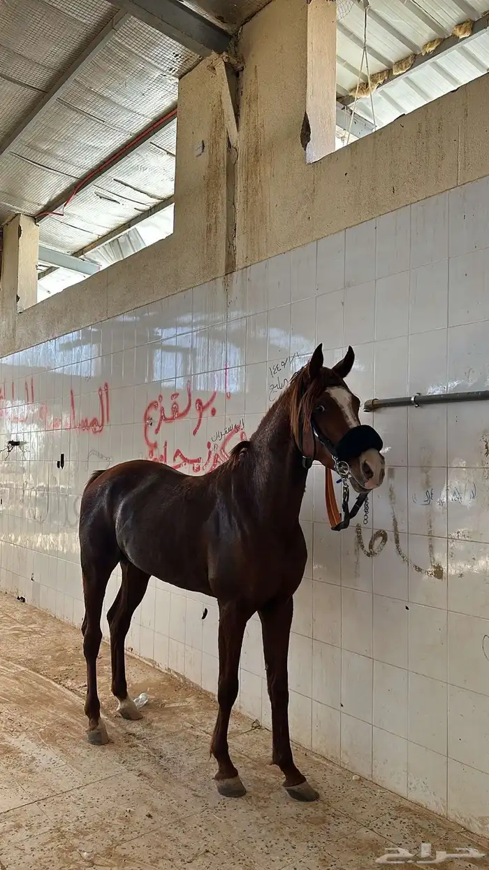 حصان شعبي 5