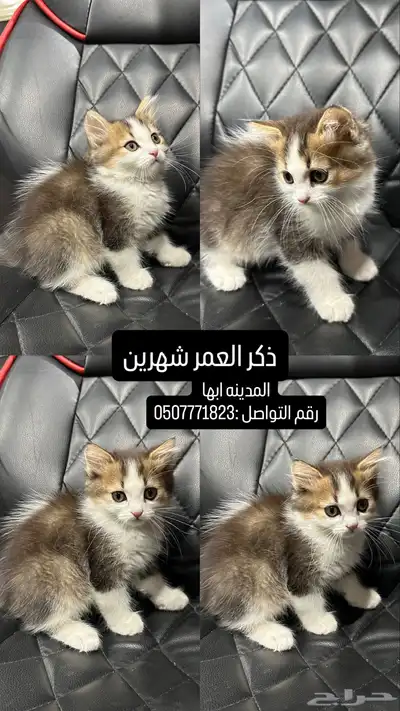 قطط للبيع العمر شهرين 3