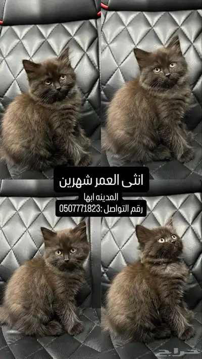 قطط للبيع العمر شهرين 1
