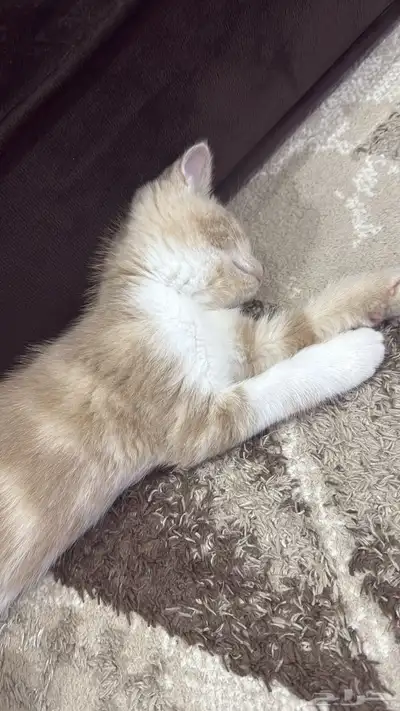 قطو للبيع 3