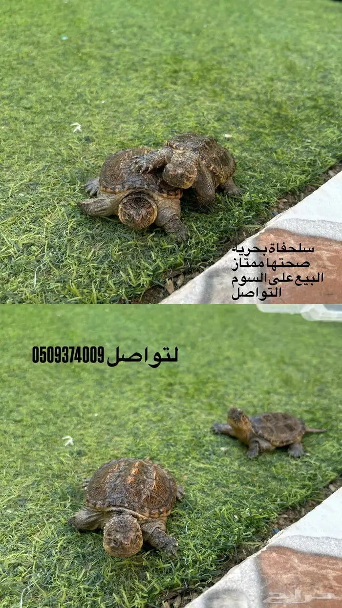 سلحفاه 0