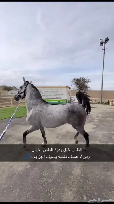 حصان جزيري 2