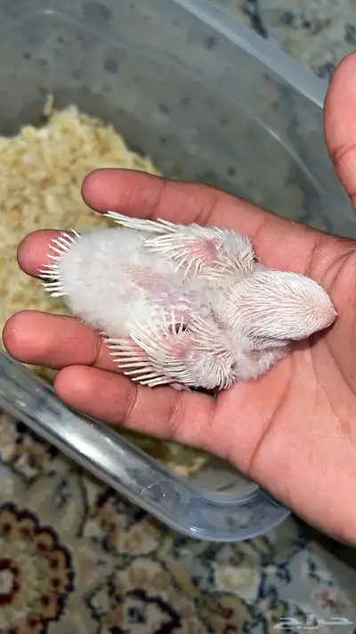 فرخ روز البينو 1