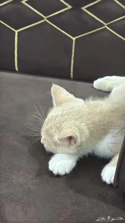 قطو للبيع 1