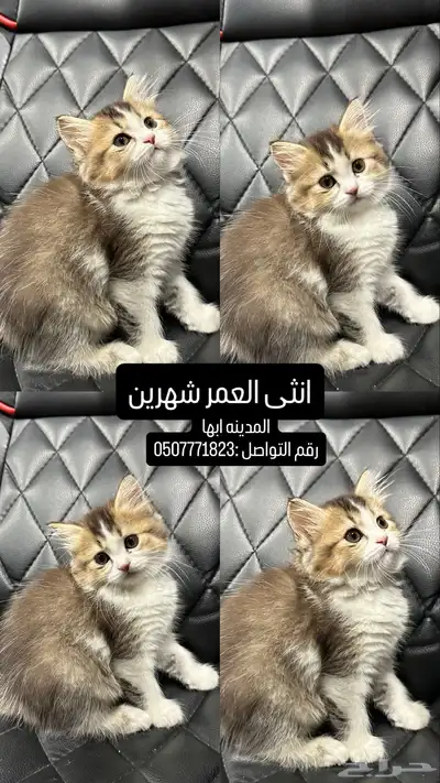 قطط للبيع العمر شهرين 4