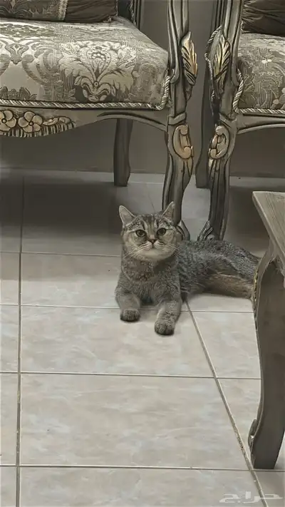 قطة للبيع 4