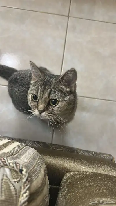 قطة للبيع 3