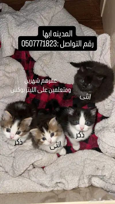 قطط للبيع العمر شهرين 0