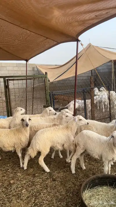 طليان ذبايح870 0