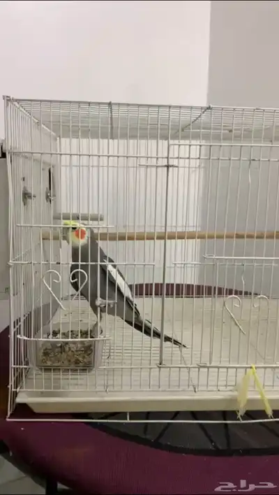 طير كروان 2