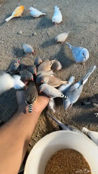 محمية طيور 18
