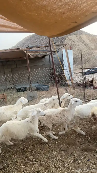 طليان ذبايح870 2