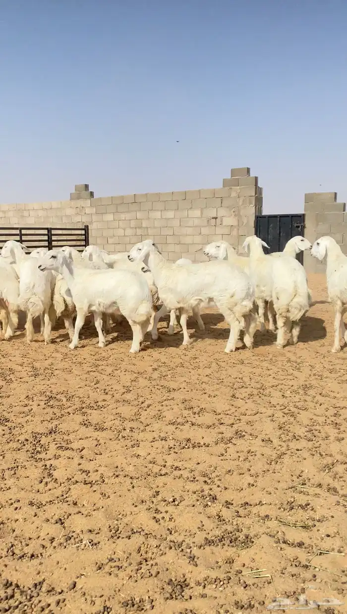 رخال حريات حرش خوات بعض مراح واحد 130 راس( تم البيع ) 10