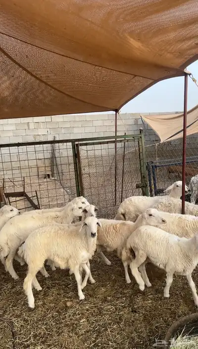 طليان ذبايح870 1