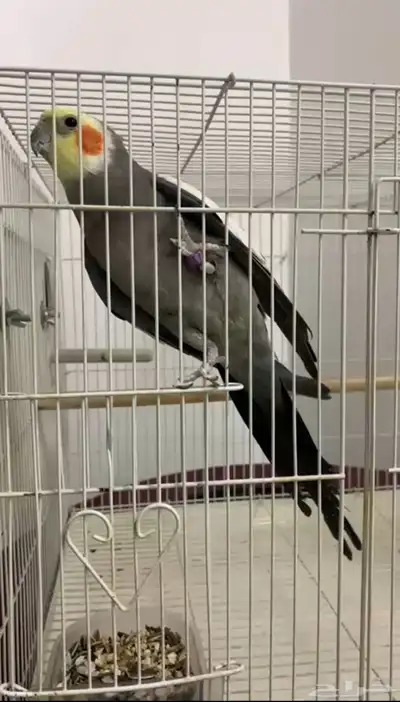 طير كروان 1