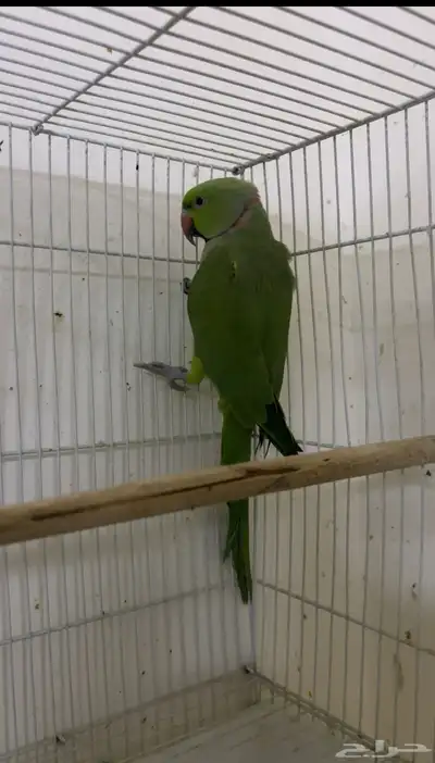 ببغاء الدره 0