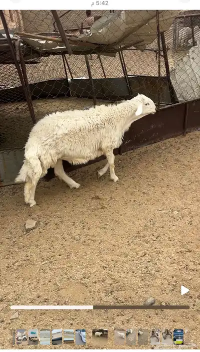 مشروع فحل. 0