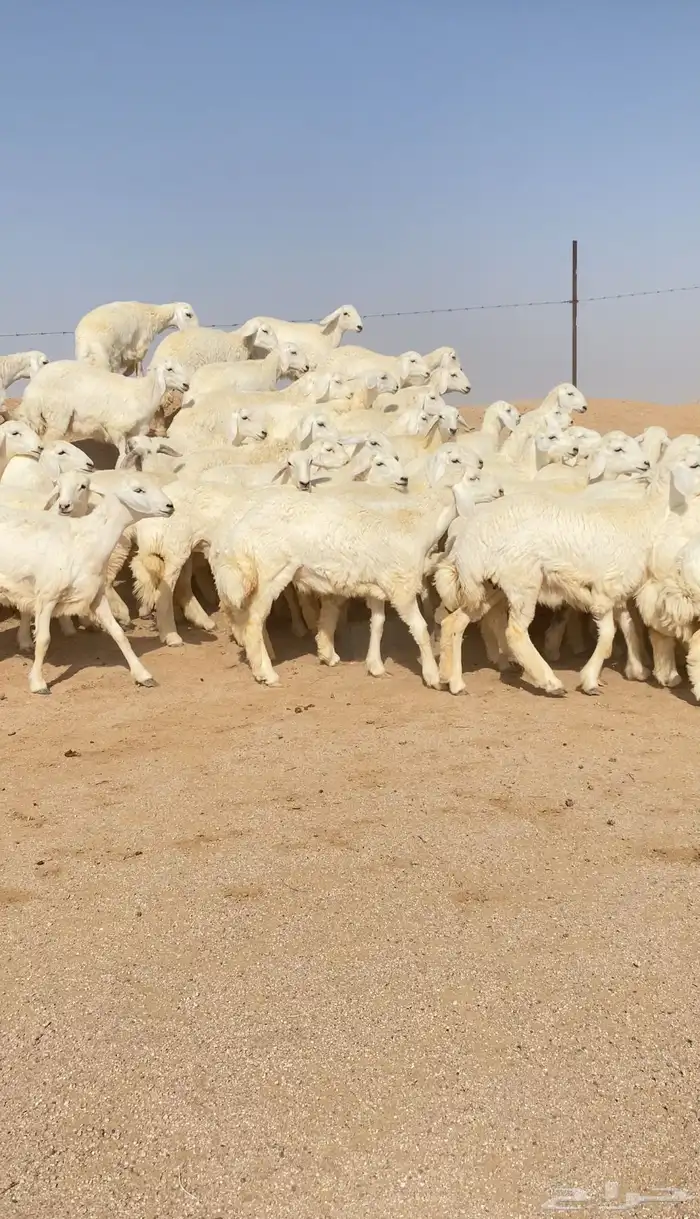 رخال حريات بطنه كامله عدد 74 رأس 9