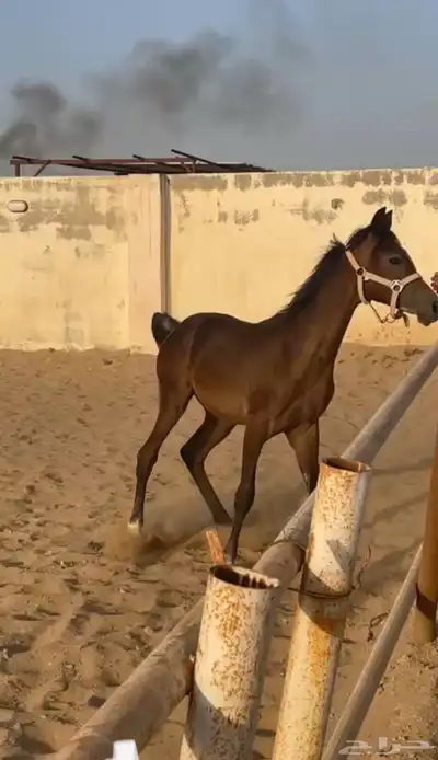 مهر شعبي 0