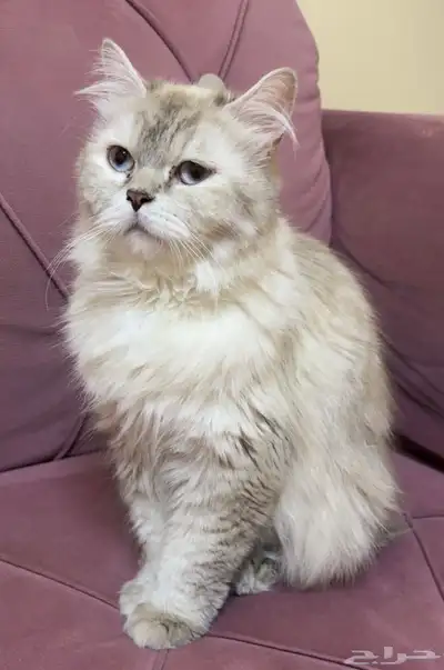 للتبني قطه هملايا عمرها سنه ونص 3