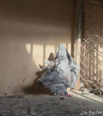 كشكي انثى رديوس 2022 منتجه 2