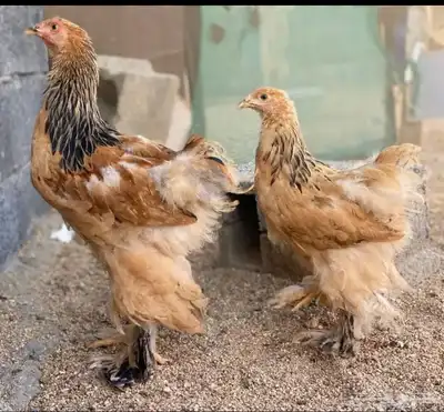 دجاج برهما شرورة 1