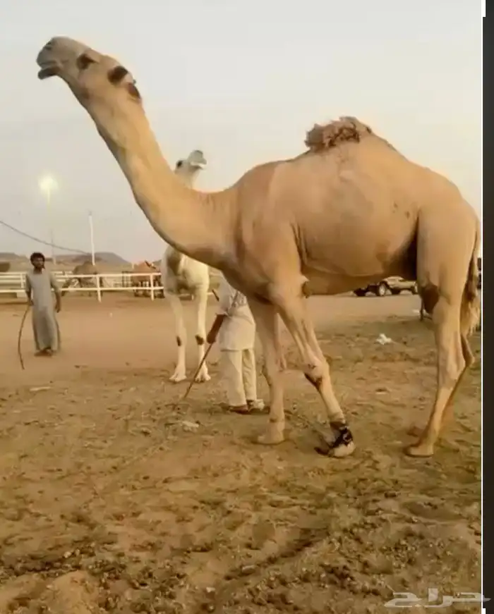 للبيع بعير رباعه منتج ونتاجه موجود على غرنوق 0