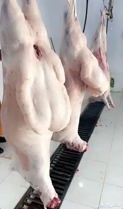 سر اح لبيع الذبائح 1