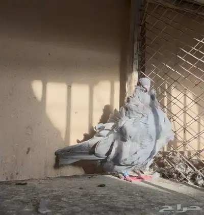 كشكي انثى رديوس 2022 منتجه 1