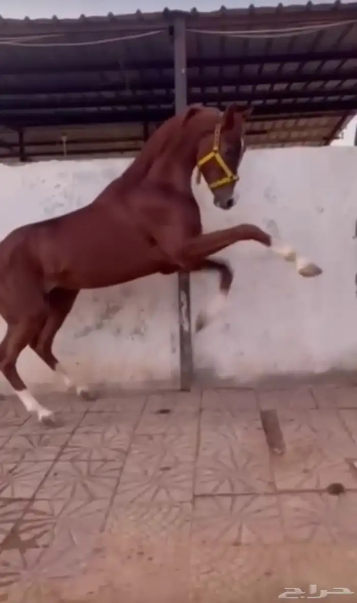 حصان واهو البيع شعبي 3