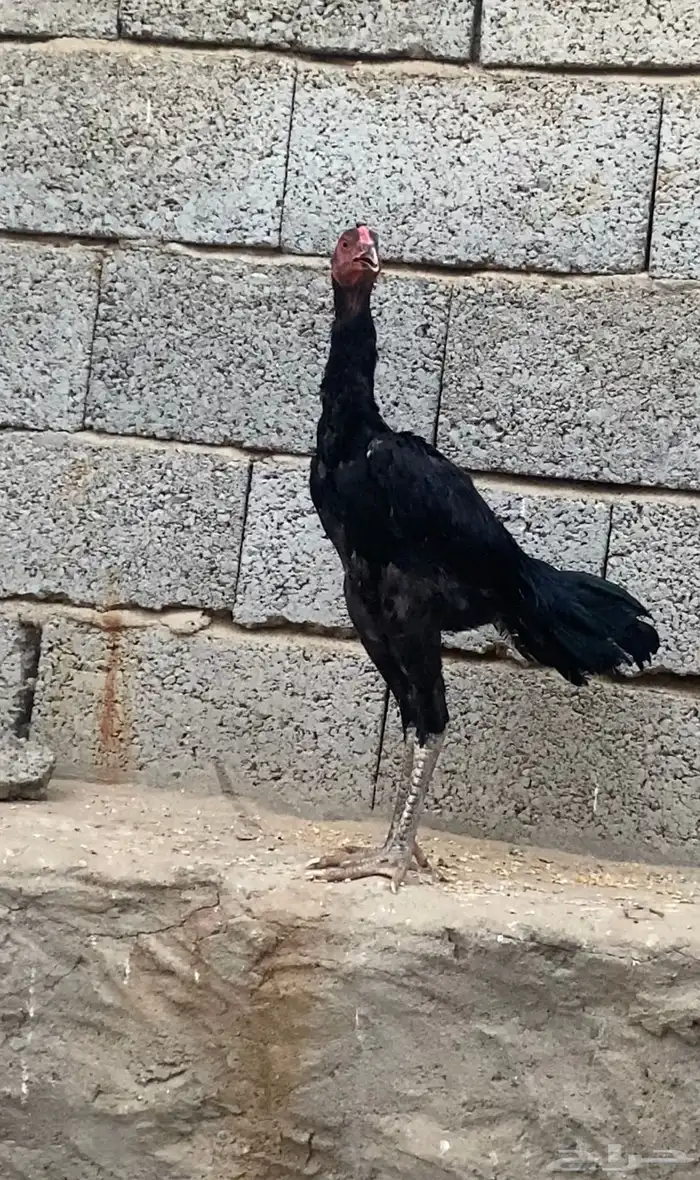 دجاج سندي 0