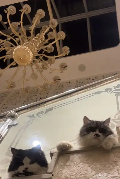قطط 2