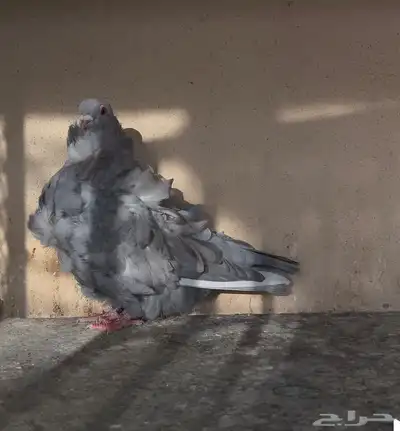 كشكي انثى رديوس 2022 منتجه 4