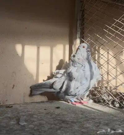 كشكي انثى رديوس 2022 منتجه 0