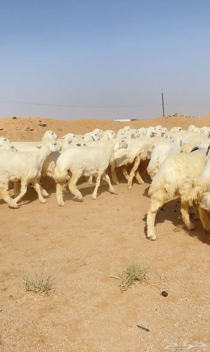 رخال حريات بطنه كامله عدد 74 رأس 7