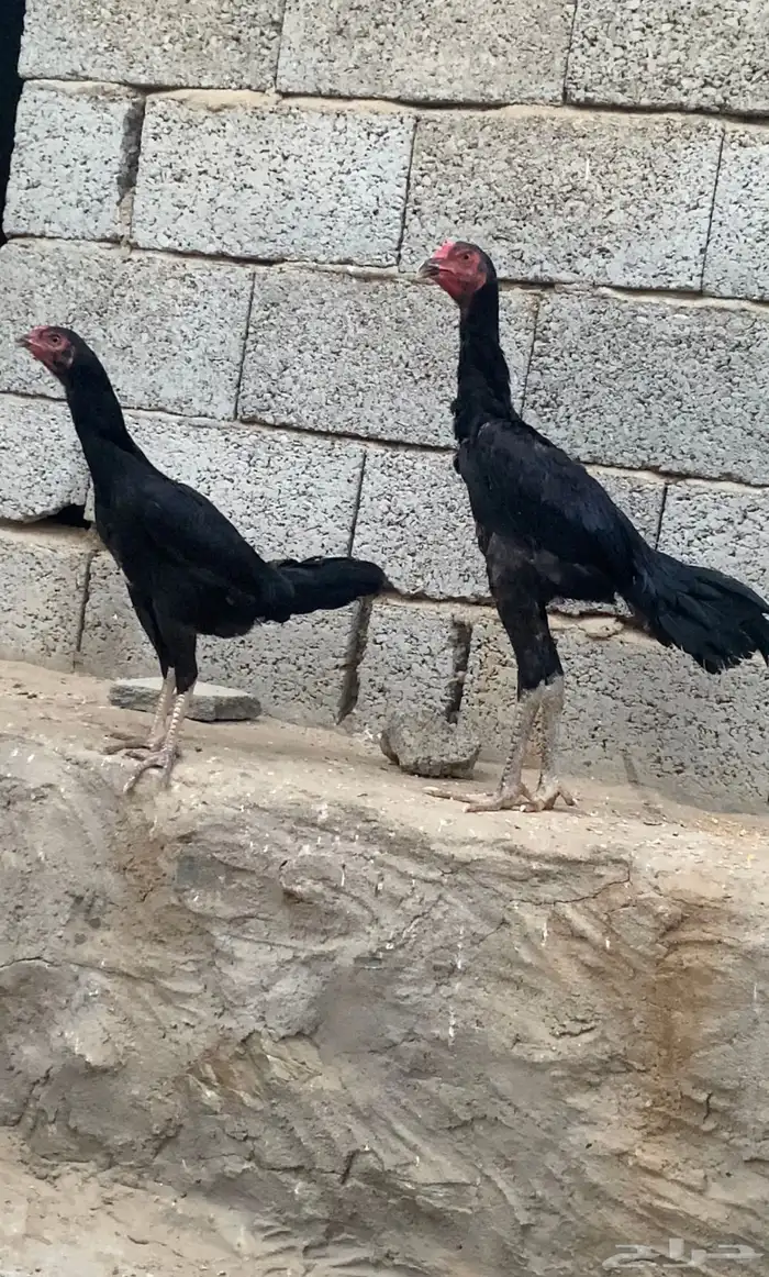 دجاج سندي 1