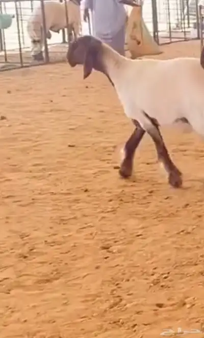 مطلوب غنم مثل اللي بالصوره 0