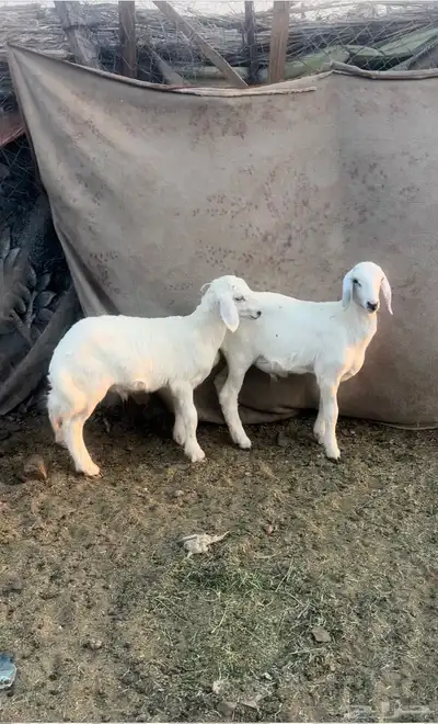 البيع 0