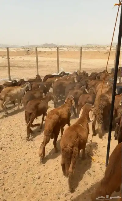 سواكني حمري جمله جذعان 1