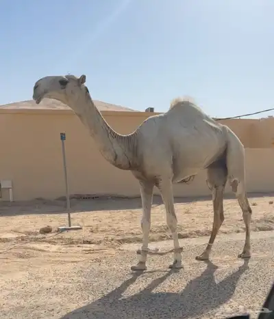 قعود اوضح كفو 1
